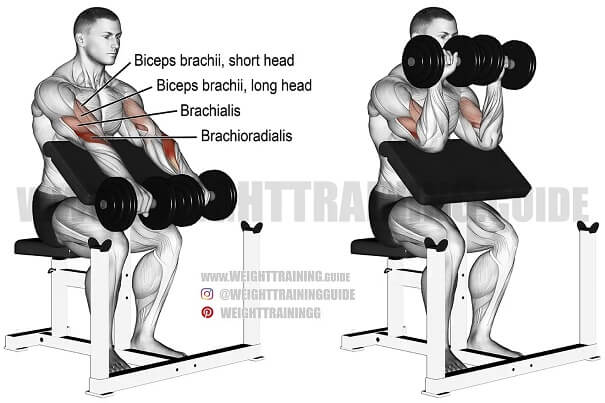 bai-tap-dumbbell-preacher-curl