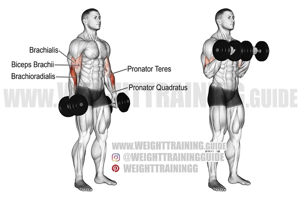 bai-tap-reverse-dumbbell-curl