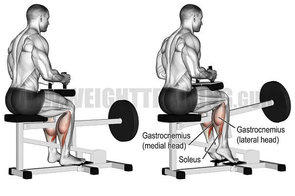 bai-tap-seated-calf-raise