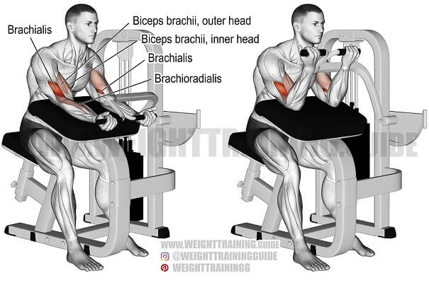 loi-ich-may-tap-gym-preacher-curl